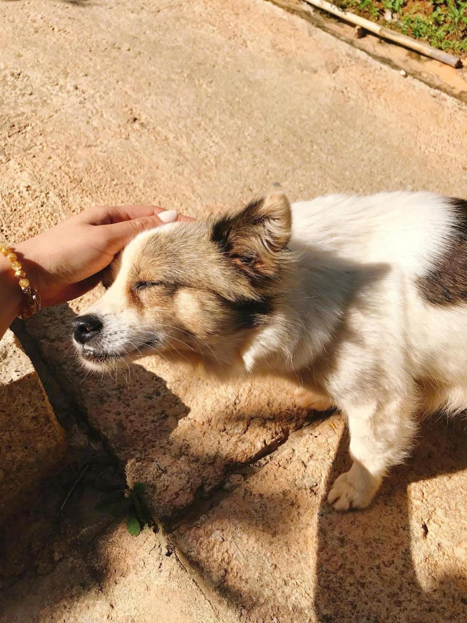 Vuon Nha Cui Homestay Da Lat Buitenkant foto