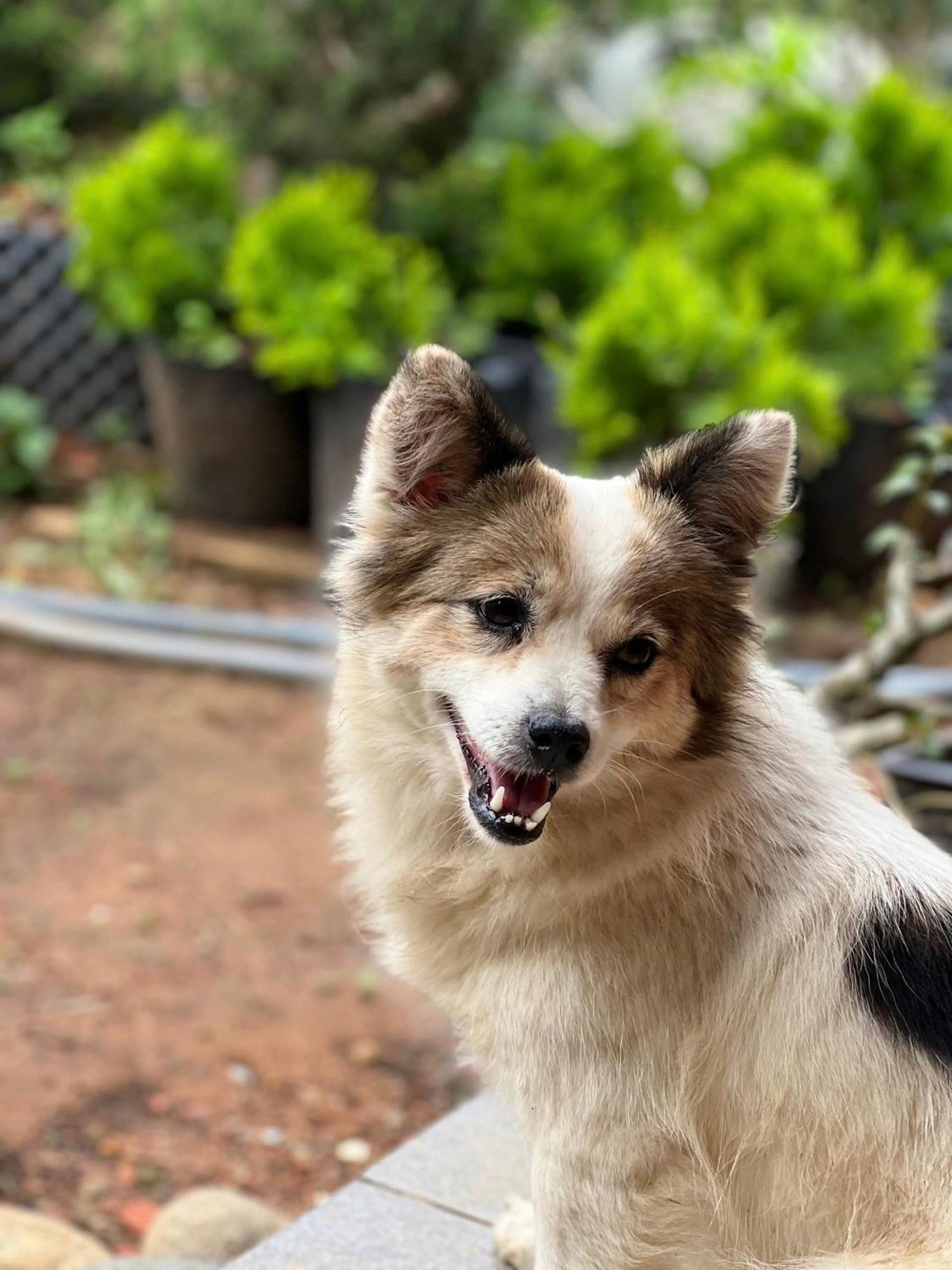 Vuon Nha Cui Homestay Da Lat Buitenkant foto